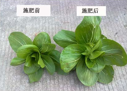 有机肥施肥对比